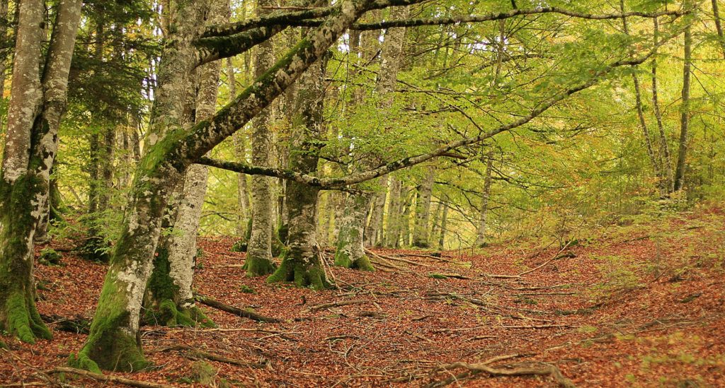 La Selva de Irati es el segundo hayedo-abetal más extenso y mejor conservado de Europa, después de la Selva Negra de Alemania. Una inmensa mancha verde