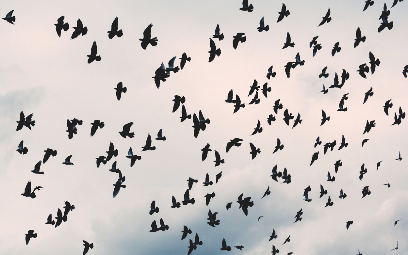 Avistamiento de aves en Lodosa: humedales, canales y círculos de vida para descubrir especies fascinantes.
