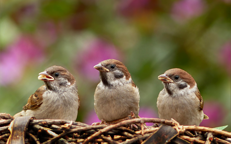 Observación de aves y humedales en Lodosa: naturaleza para descubrir